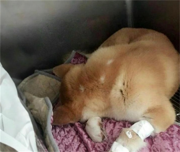 狗关节疼痛的传染病是什么 狗关节疼痛的传染病是什么