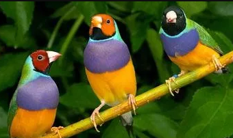 揭秘七彩文鸟性别：轻松鉴别雌雄，让你的鸟友识别得心应手