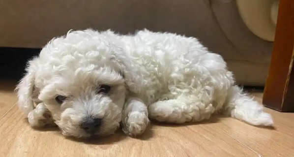 狗狗慢性肾病早期有哪些易忽视的症状