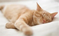 猫咪便血可能由哪些原因引起