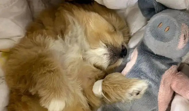 妹子用火腿肠跟流浪狗妈妈换了只宝宝，啊啊啊…这不赚大啦！