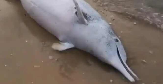 广东沙滩现中华白海豚尸体，系难产死亡，腹中幼崽一同殒命