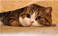猫内脏受损5大征兆是什么