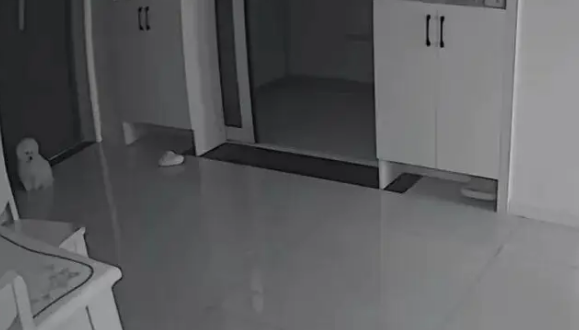 铲屎官在公司里当牛做马，自家毛孩子却在家里呼呼大睡