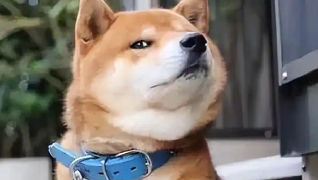 说不出的痛，原来流浪狗的一生竟然如此悲壮！