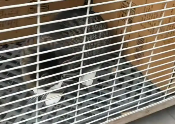 辽宁一汽车4S店养了50余只流浪猫狗,工作人员称老板已收养动物十多年 辽宁一汽车4S店养了50余只流浪猫狗,工作人员称老板已收养动物十多年