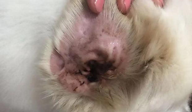 小狗耳朵里褐色的东西是耳螨吗