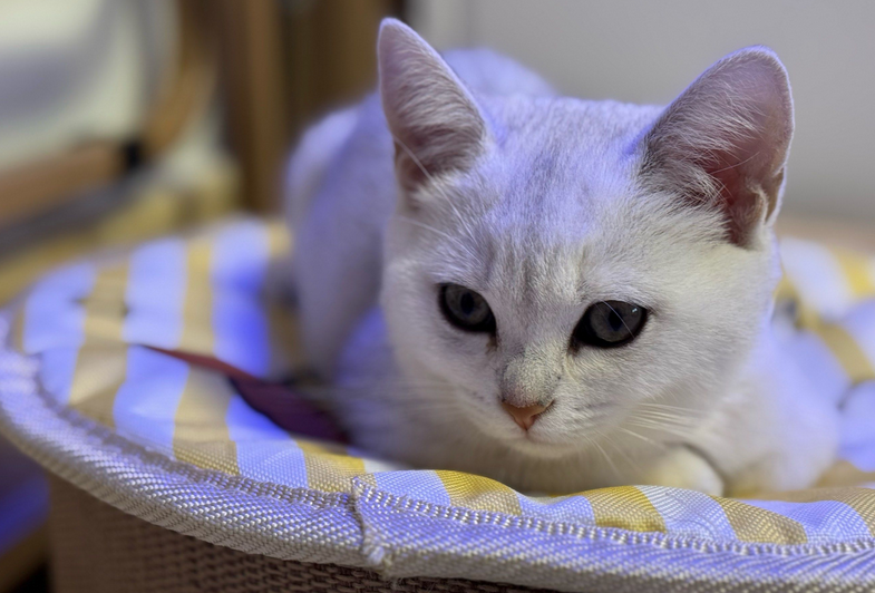 猫咪尿血怎么办吃什么药