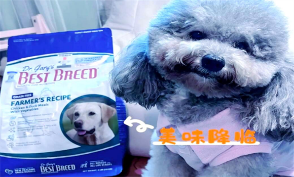 当挑食掉毛等问题齐袭，BestBreed狗粮如何成为养宠家庭的破局者？
