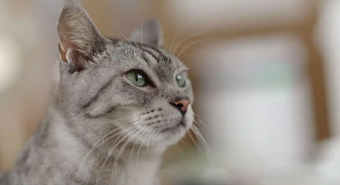 猫咪呕吐物带血是胃溃疡吗