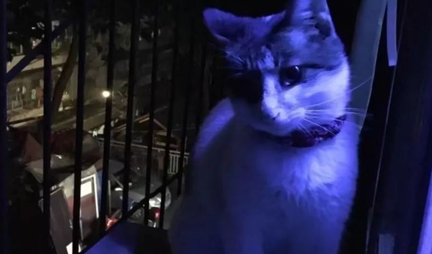铲屎官的花频频失踪，半夜抓贼落网的竟是只猫