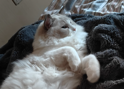 怎么诊断猫咪的尿道结石? 怎么诊断猫咪的尿道结石?