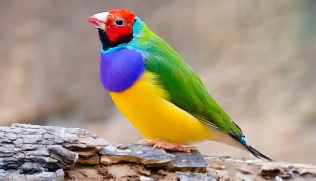 七彩文鸟如何饲养和繁殖？这篇文章告诉你！