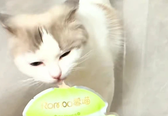 猫主食推荐!蓉喵Romoo小鲜炖不止好吃,更关爱泌尿健康! 猫主食推荐!蓉喵Romoo小鲜炖不止好吃,更关爱泌尿健康!