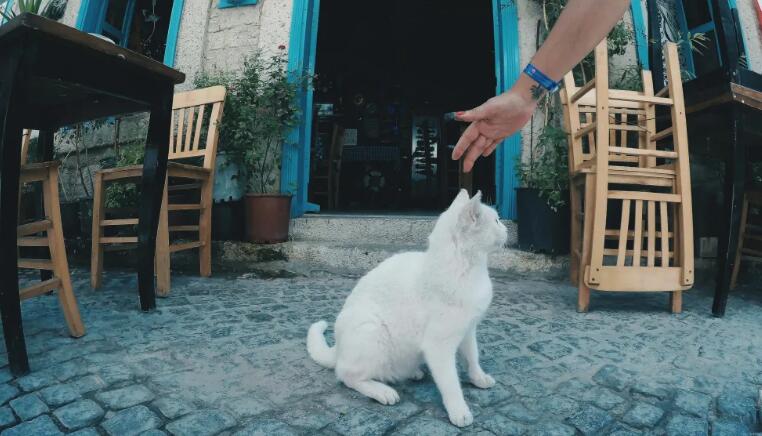 猫砂市场的一些变化