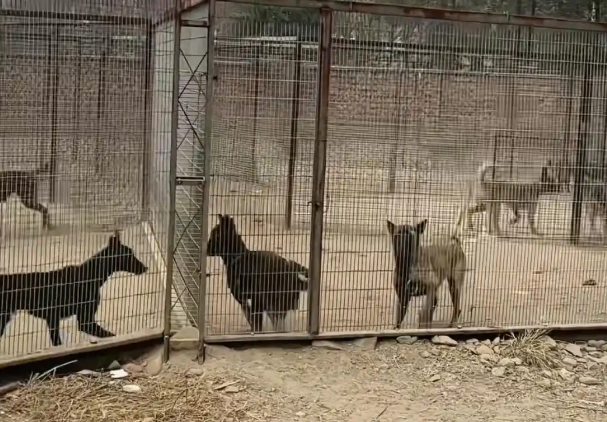 辽宁一汽车4S店养了50余只流浪猫狗,工作人员称老板已收养动物十多年 辽宁一汽车4S店养了50余只流浪猫狗,工作人员称老板已收养动物十多年