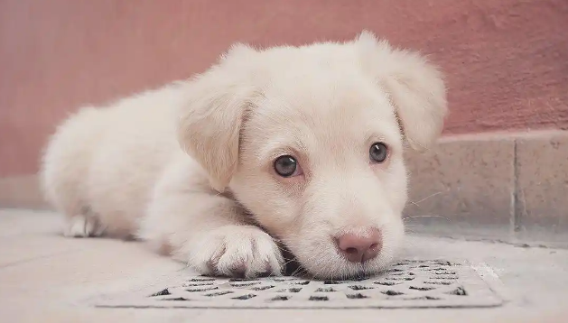 狗狗感冒会引发眼部炎症吗