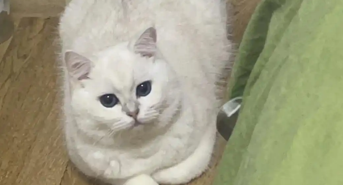 猫咪便秘拉不出怎么办 猫咪便秘拉不出怎么办