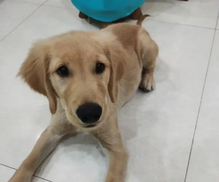 小狗肚子上有脓包是怎么回事 小狗肚子上有脓包是怎么回事