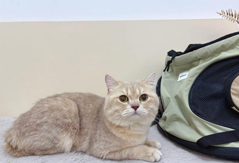 猫咪嘴唇溃疡用什么药效果快 猫咪嘴唇溃疡用什么药效果快