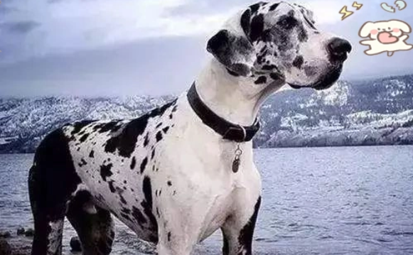 大丹犬的优雅与传奇：从贵族象征到世界最高狗