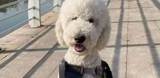 万元巨贵被偷全程不反抗,温顺本性换来惨痛代价,主人悔恨不已 万元巨贵被偷全程不反抗,温顺本性换来惨痛代价,主人悔恨不已