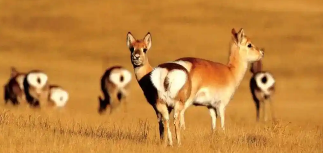 濒危物种普氏原羚野外种群数量达3700余只 濒危物种普氏原羚野外种群数量达3700余只