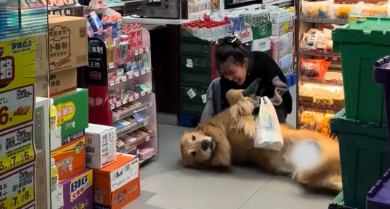 女子没给狗子买火腿肠,狗子赖在地上买了才肯走 女子没给狗子买火腿肠,狗子赖在地上买了才肯走