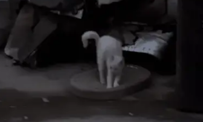 他丢弃的猫抓板,却被流浪猫当成珍宝,用执着赌赢了余生幸福 他丢弃的猫抓板,却被流浪猫当成珍宝,用执着赌赢了余生幸福