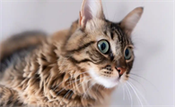 猫咪便秘怎么判断是肠胃问题