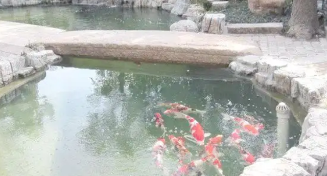 风水信仰中的锦鲤养殖指南：数量与颜色的选择