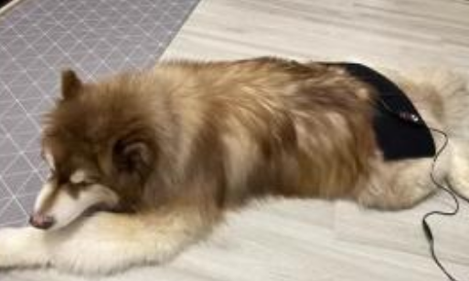 冬天狗狗突然后腿无力怎么回事 冬天狗狗突然后腿无力怎么回事