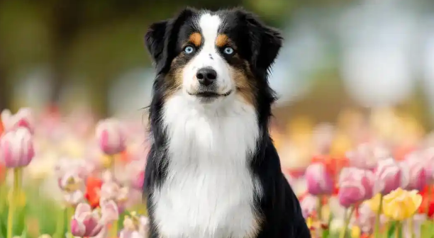 狗狗关节肿胀触碰时表现疼痛怎么办