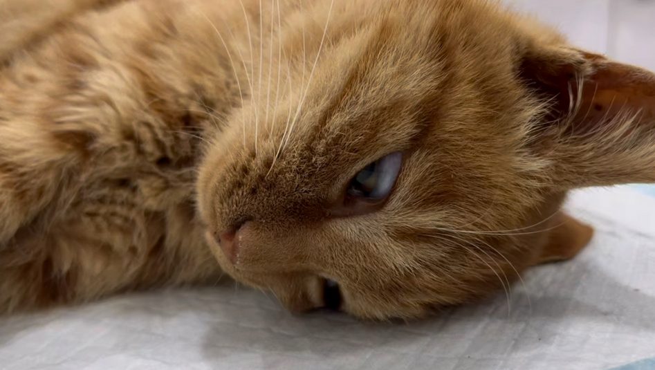 猫咪呕吐拉稀是怎么回事但是饮食正常