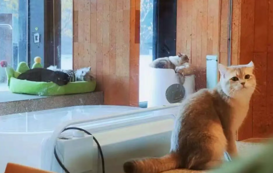 乡村遇上“毛孩子”:宠物经济正在成为乡村振兴新引擎 乡村遇上“毛孩子”:宠物经济正在成为乡村振兴新引擎