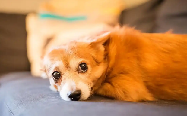 说不出的痛，原来流浪狗的一生竟然如此悲壮！