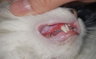 猫咪为什么牙龈发黑？