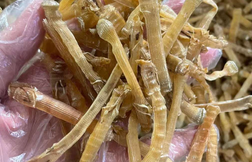 广西北海沙虫干多少钱一斤
