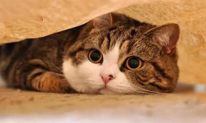 猫内脏受损5大征兆是什么