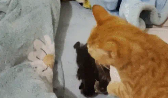 猫妈带娃也看颜值,丑娃全丢给铲屎官,家庭“帝”位一目了然 猫妈带娃也看颜值,丑娃全丢给铲屎官,家庭“帝”位一目了然