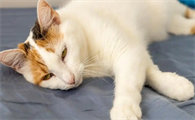 猫咪甲亢会导致哪些心脏相关并发症