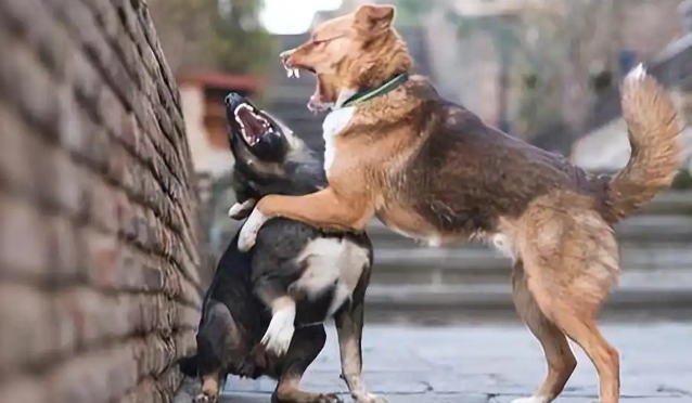 说不出的痛，原来流浪狗的一生竟然如此悲壮！