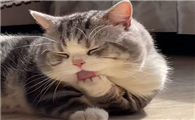 猫内脏破裂的症状