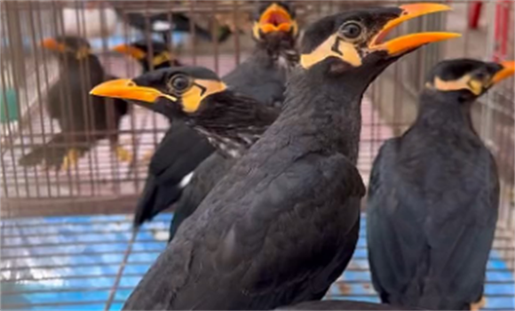 鹩哥怎么选聪明的?技巧掌握好,事半功倍!! 鹩哥怎么选聪明的?技巧掌握好,事半功倍!!