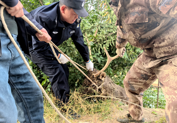 高台警民携手成功救助一只国家二级保护动物马鹿 高台警民携手成功救助一只国家二级保护动物马鹿