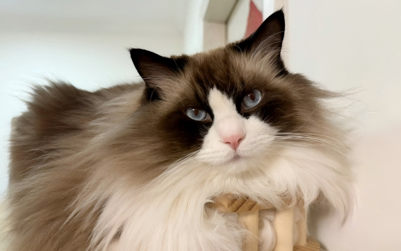 怎么保护宠物心脏健康?瑞晖强效心保灵让铲屎官更放心 怎么保护宠物心脏健康?瑞晖强效心保灵让铲屎官更放心