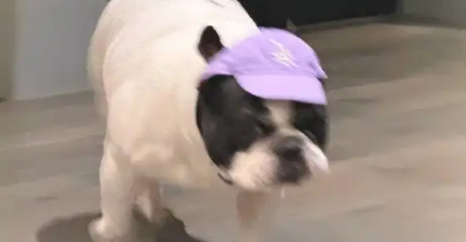 鹿晗“禁食令”引热议，科学养宠与粉丝互动尽显温情