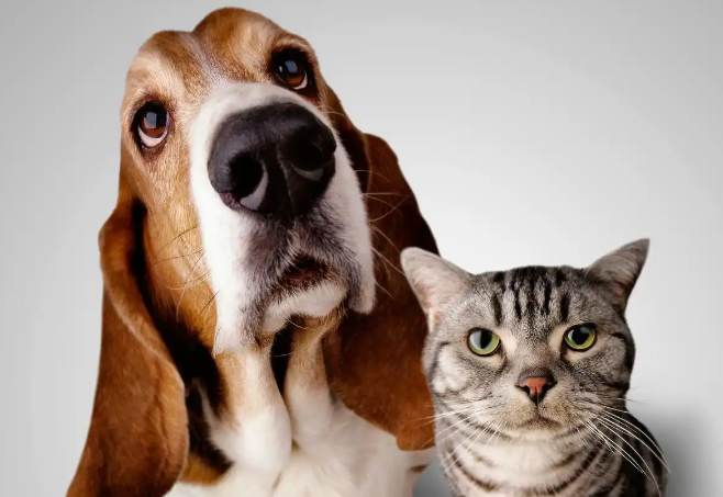 企业扩产、明星入局 宠物行业迈入新阶段 企业扩产、明星入局 宠物行业迈入新阶段