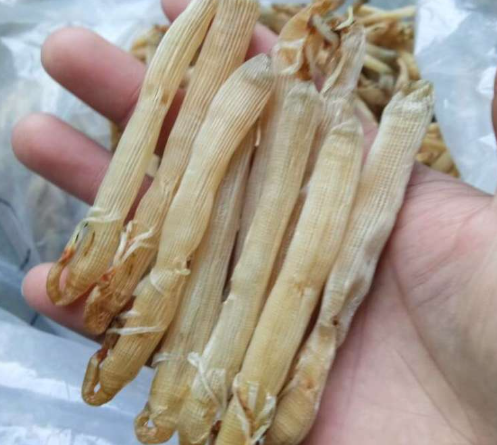 沙虫公和沙虫母有什么区别