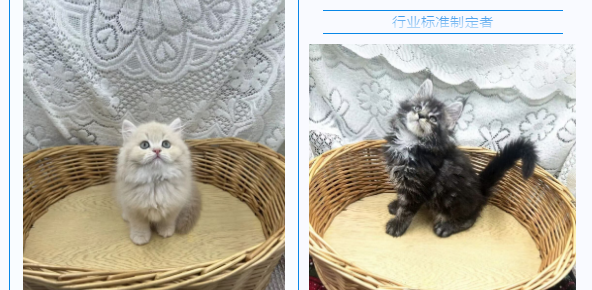 宠物活体运输标准专家评审会:为行业规范化发展划下“标尺” 宠物活体运输标准专家评审会:为行业规范化发展划下“标尺”